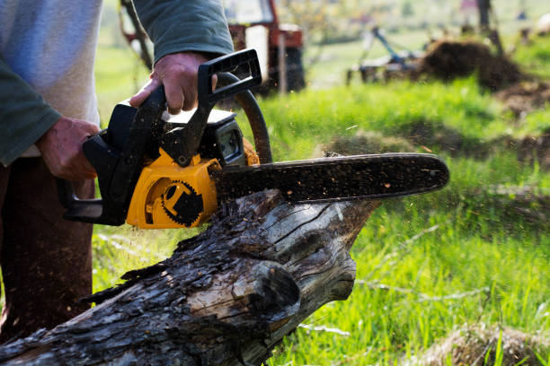 How Our Tree Care Process Works  in  North College Hill, OH